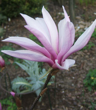 magnolia ‘jane’.jpg - 34574 Bytes